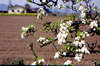 Stradon del Vin Friularo - albero in fiore